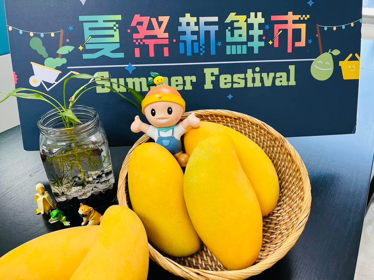 高雄金煌芒果啟動外銷  7月首航新加坡