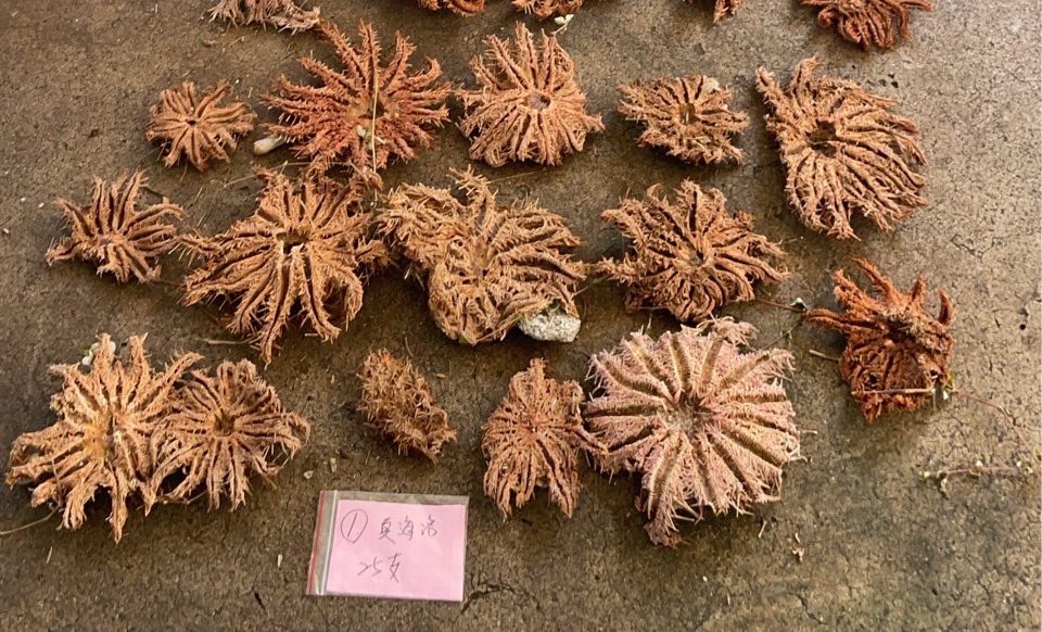 海保署鼓勵公私協力清除棘冠海星  共同維護海域生態