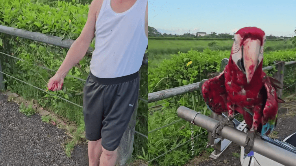 影/放飛鸚鵡驚變抓鳥戰!25萬鸚鵡「被撿走」男滿手血 飼主氣炸告到底 影/放飛鸚鵡驚變抓鳥戰!25萬鸚鵡「被撿走」男滿手血 飼主氣炸告到底