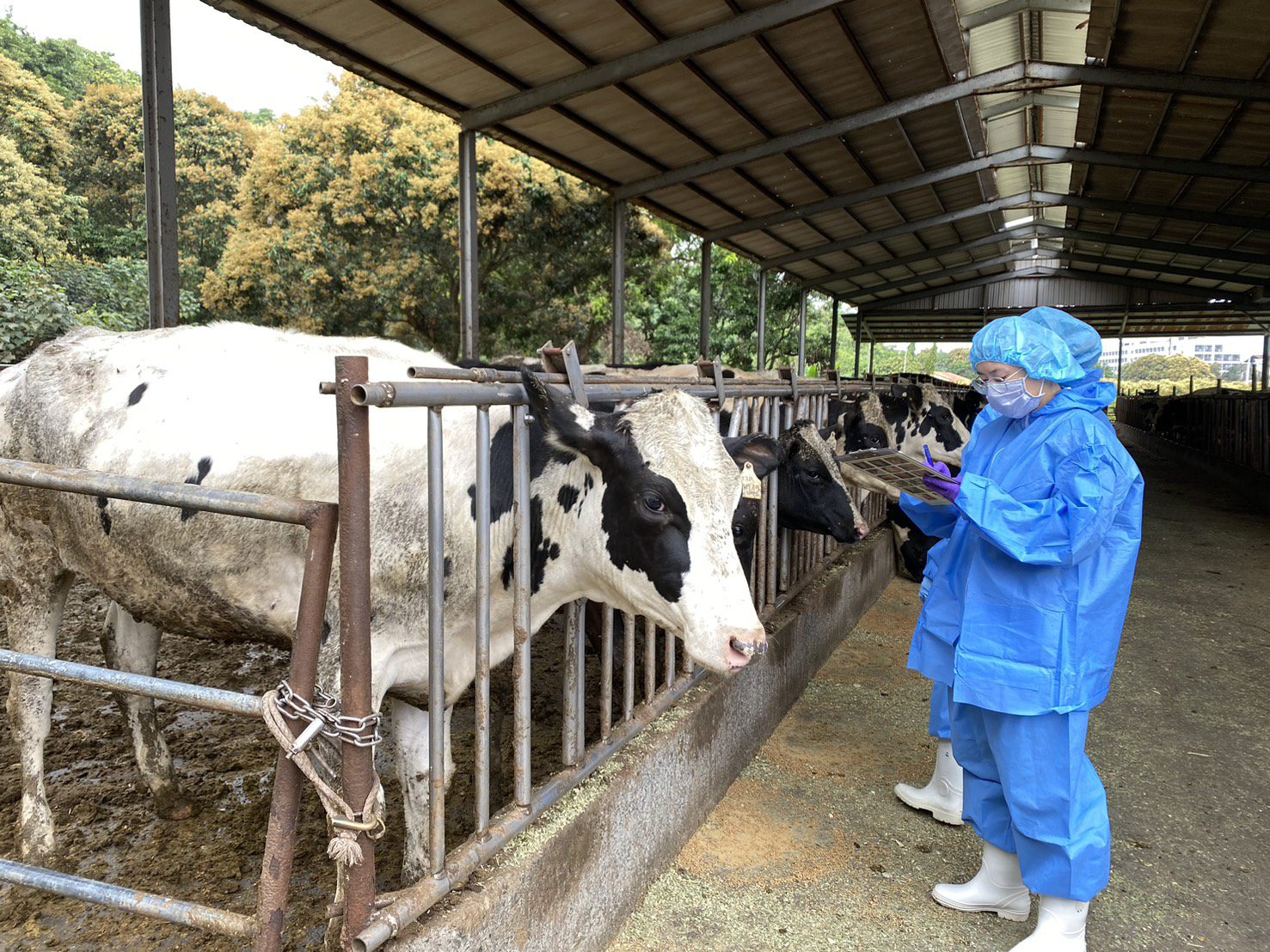 高市農業局啟動牛隻三日熱疫苗補助,強化養牛產業防疫 高市農業局啟動牛隻三日熱疫苗補助,強化養牛產業防疫