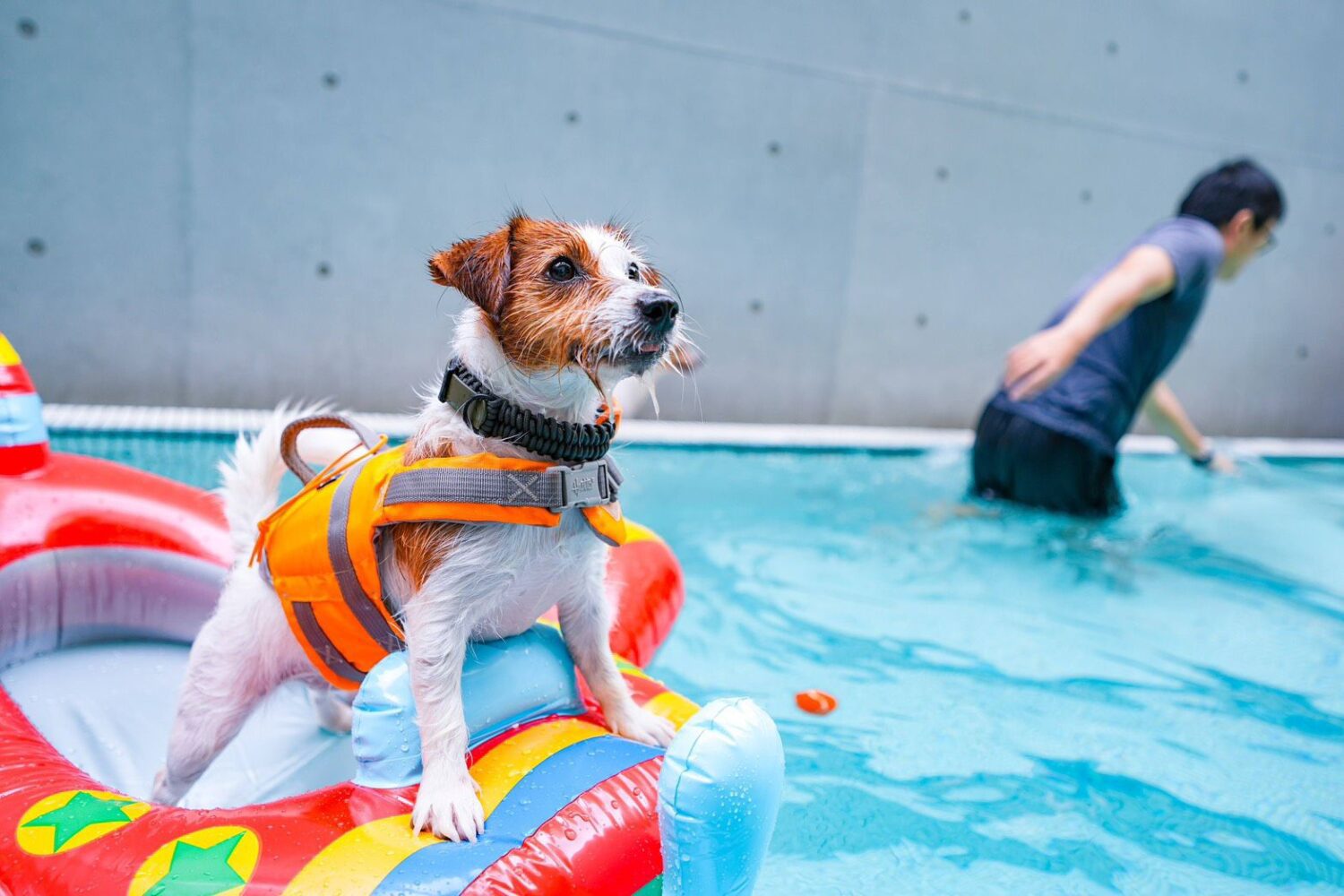 讓飼主和狗寶貝安全且正確地投入大自然懷抱 高雄推OutDog GoGo戶外急救技能認證課開放報名中