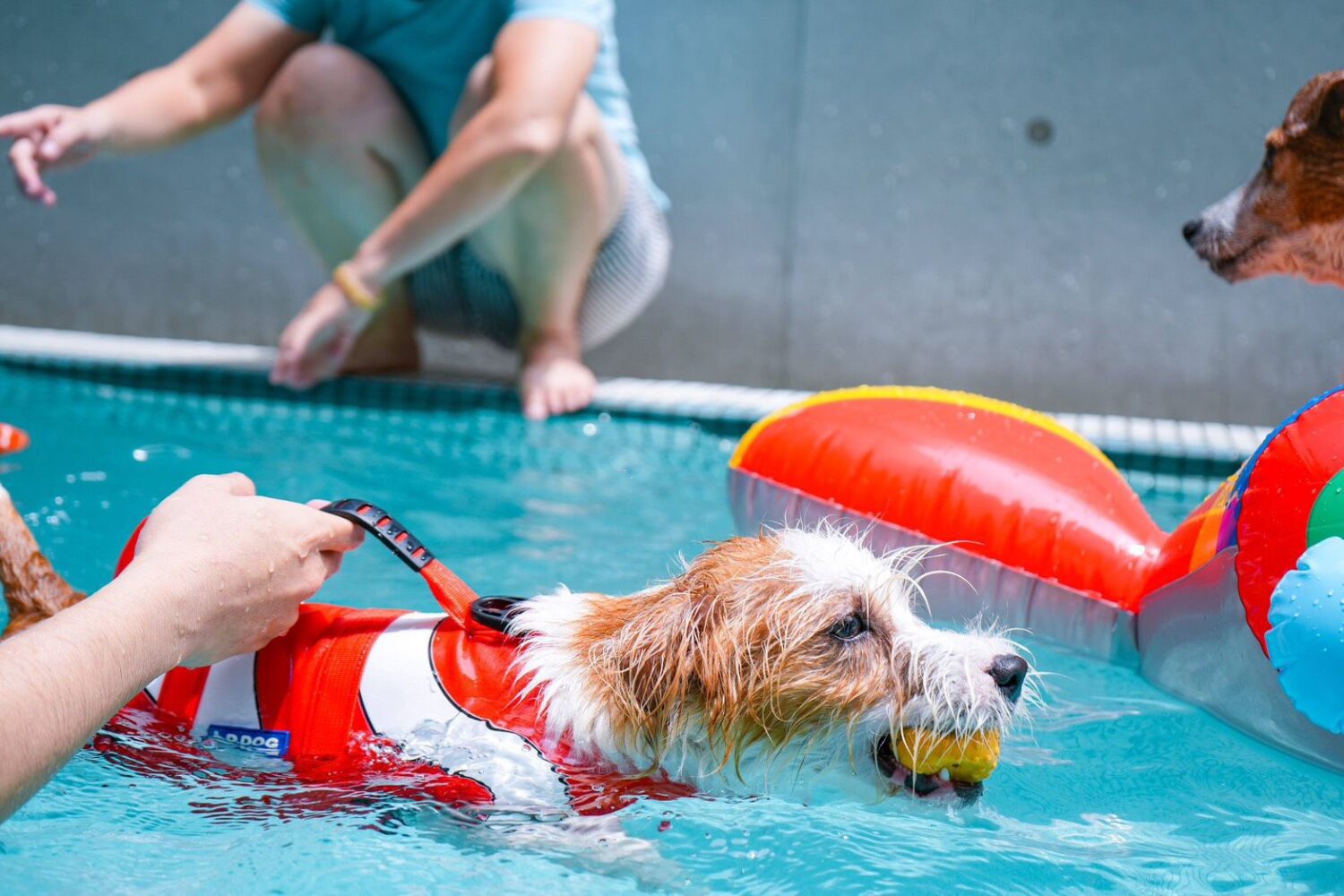 高雄動保處辦理OutDog GoGo急救認證課程報名中 高雄動保處辦理OutDog GoGo急救認證課程報名中