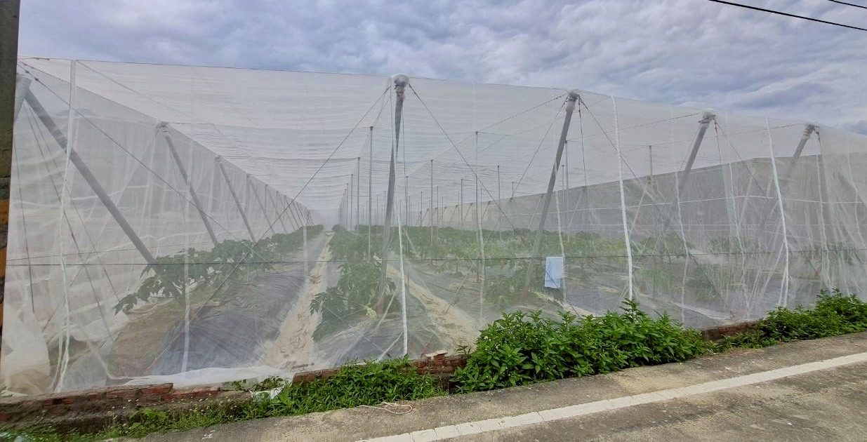 受熱帶性低氣壓TD06影響　高市農業局請農民加強防範及注意搶收安全