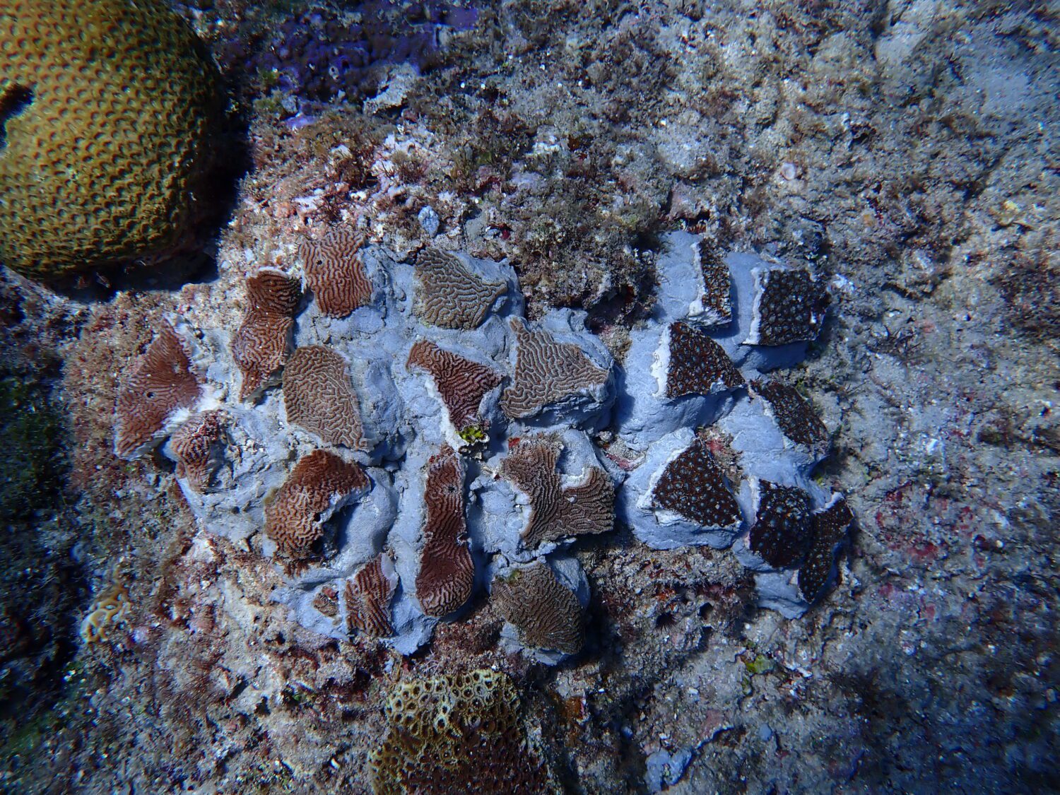 守護小琉球珊瑚礁生態 海委會三大策略多管齊下 守護小琉球珊瑚礁生態 海委會三大策略多管齊下