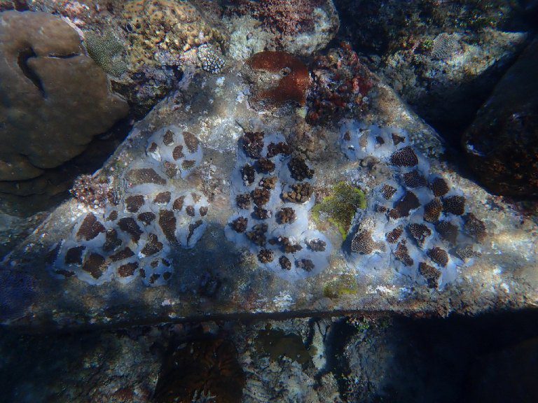 守護小琉球珊瑚礁生態 三大策略多管齊下 守護小琉球珊瑚礁生態 三大策略多管齊下