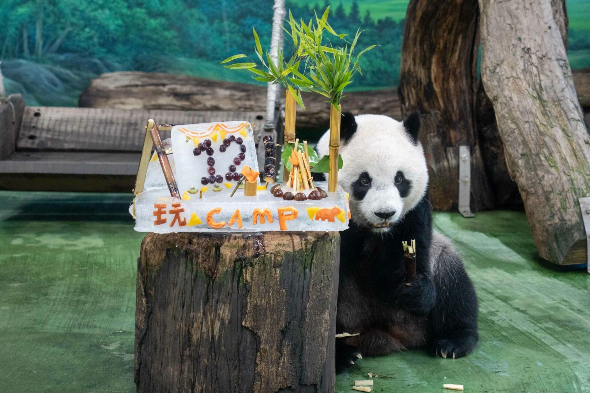 大貓熊圓仔12歲生日 動物園送「露營冰蛋糕」慶生超萌吸睛 大貓熊圓仔12歲生日 動物園送「露營冰蛋糕」慶生超萌吸睛