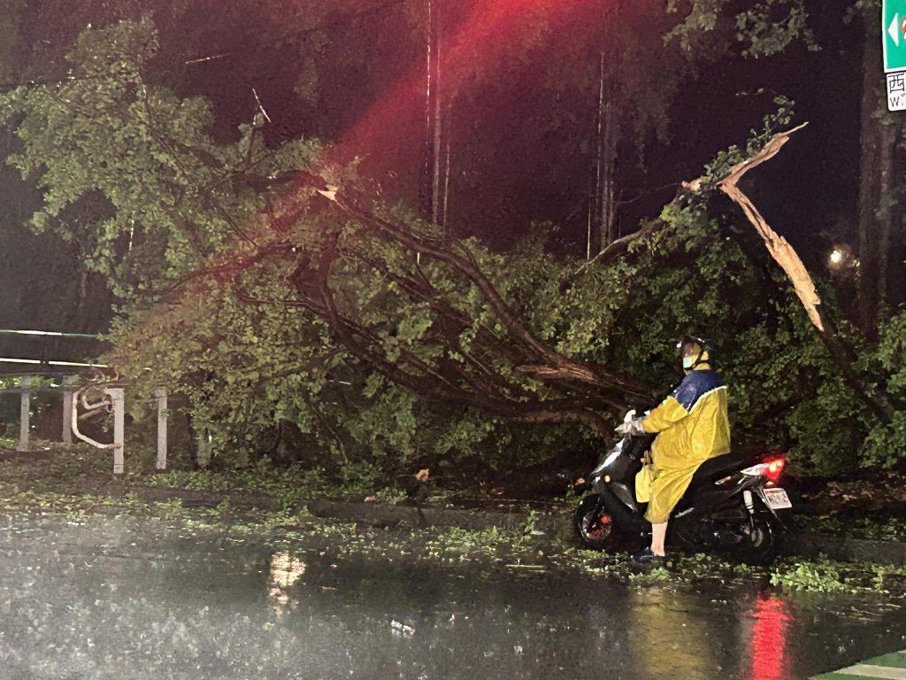 丹娜絲發威！台南公園「樹倒塌、樹枝斷裂」　市府呼籲：盡量不要外出