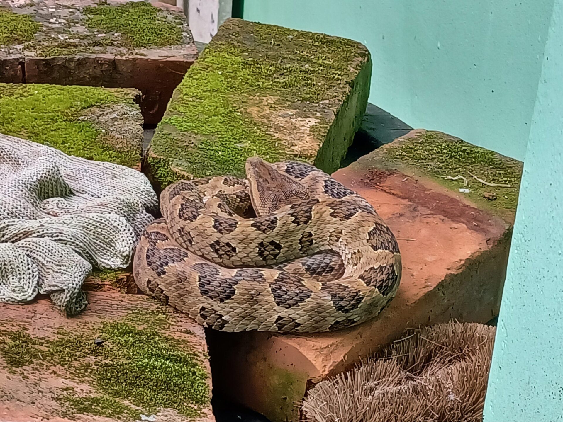 毒蛇入侵家中   民眾誤以為是草繩　緊急請新北動保處解圍