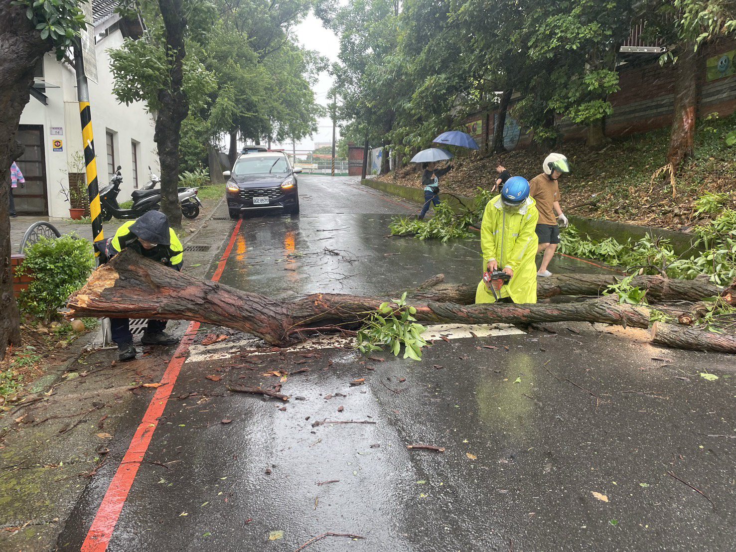 不敵丹娜絲颱風 楊梅路樹橫躺路中阻通行