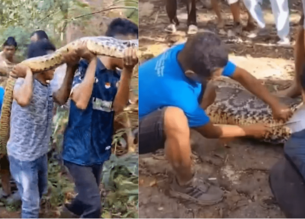 影/蟒蛇吞人!63歲男上山耕作失蹤1天 村民剖開8公尺巨蟒肚子驚見遺體 影/蟒蛇吞人!63歲男上山耕作失蹤1天 村民剖開8公尺巨蟒肚子驚見遺體