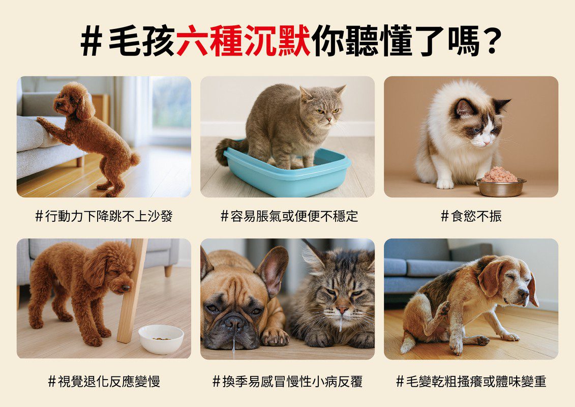 LOVITA PETS 美國醫護級照護思維登台 全方位支持毛孩的健康