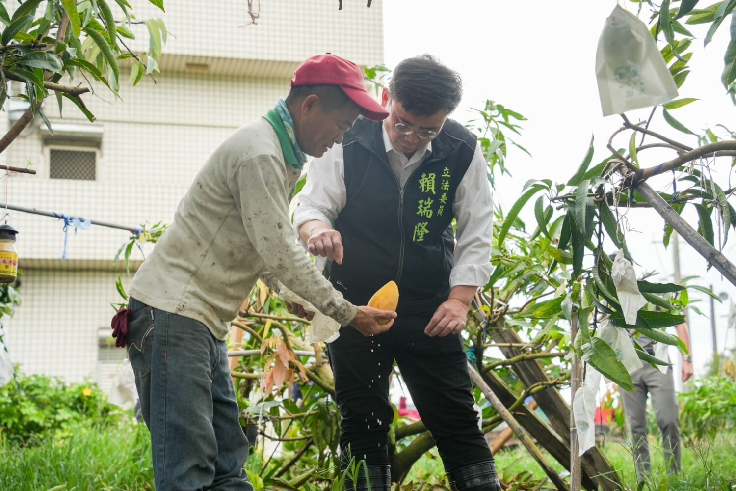 賴瑞隆協助高雄農民爭取颱風農損農業部天然災害救助 賴瑞隆協助高雄農民爭取颱風農損農業部天然災害救助