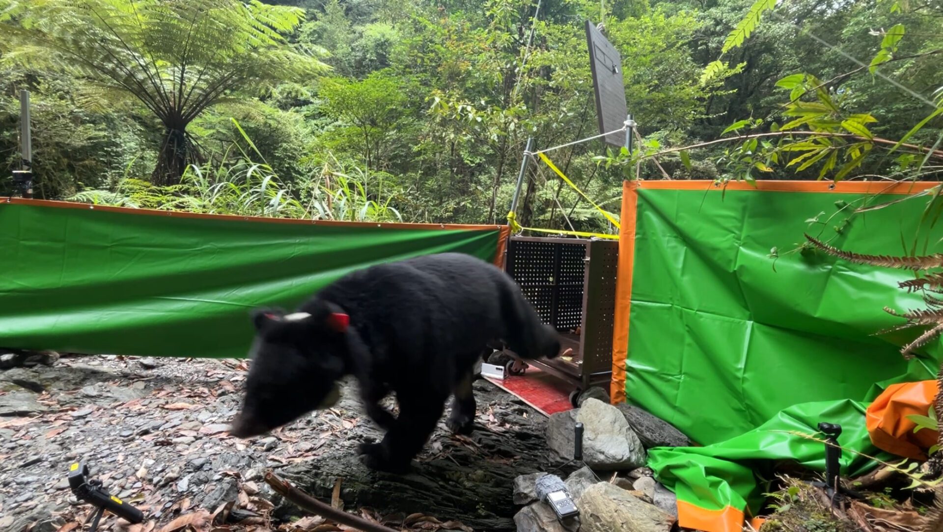 黑熊阿里曼．西肯二度野放  科技追蹤防再次侵擾