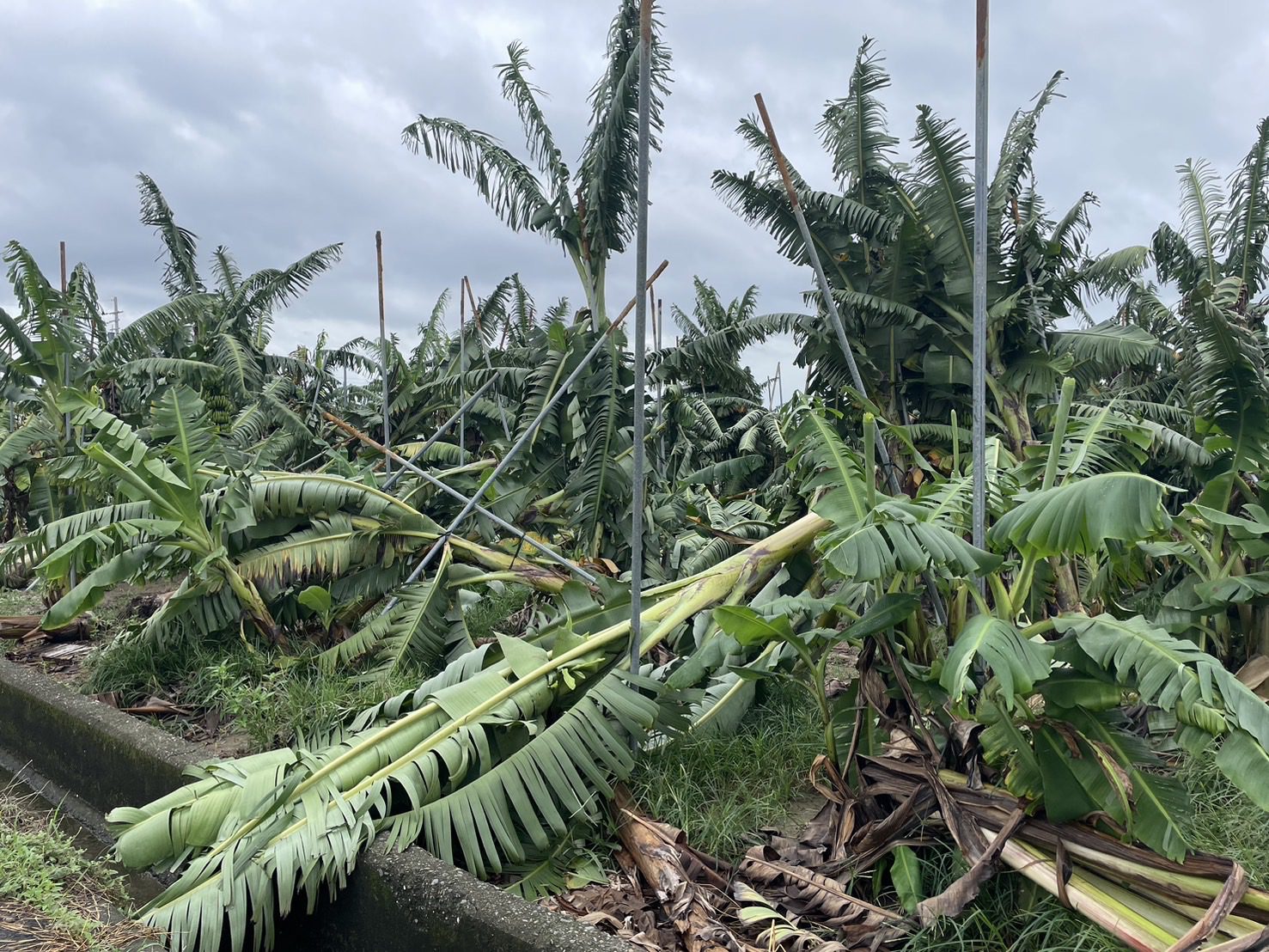 高雄農業局公告丹娜絲颱風第二波救助 7/10起受理申報