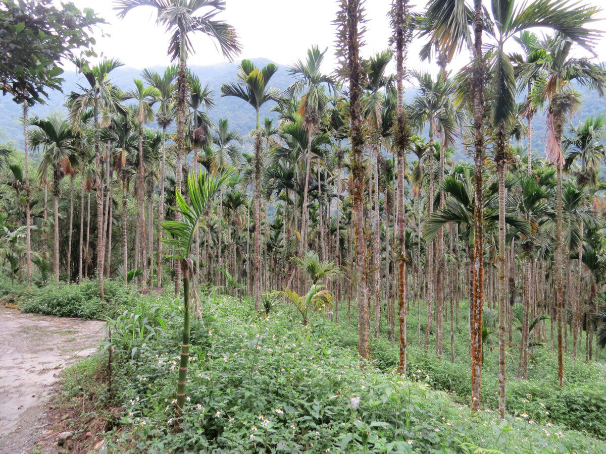 檳榔農民籲傅崑萁深切檢討卻換來打壓和轉移焦點這樣的立委太不適任! 檳榔農民籲傅崑萁深切檢討卻換來打壓和轉移焦點這樣的立委太不適任!