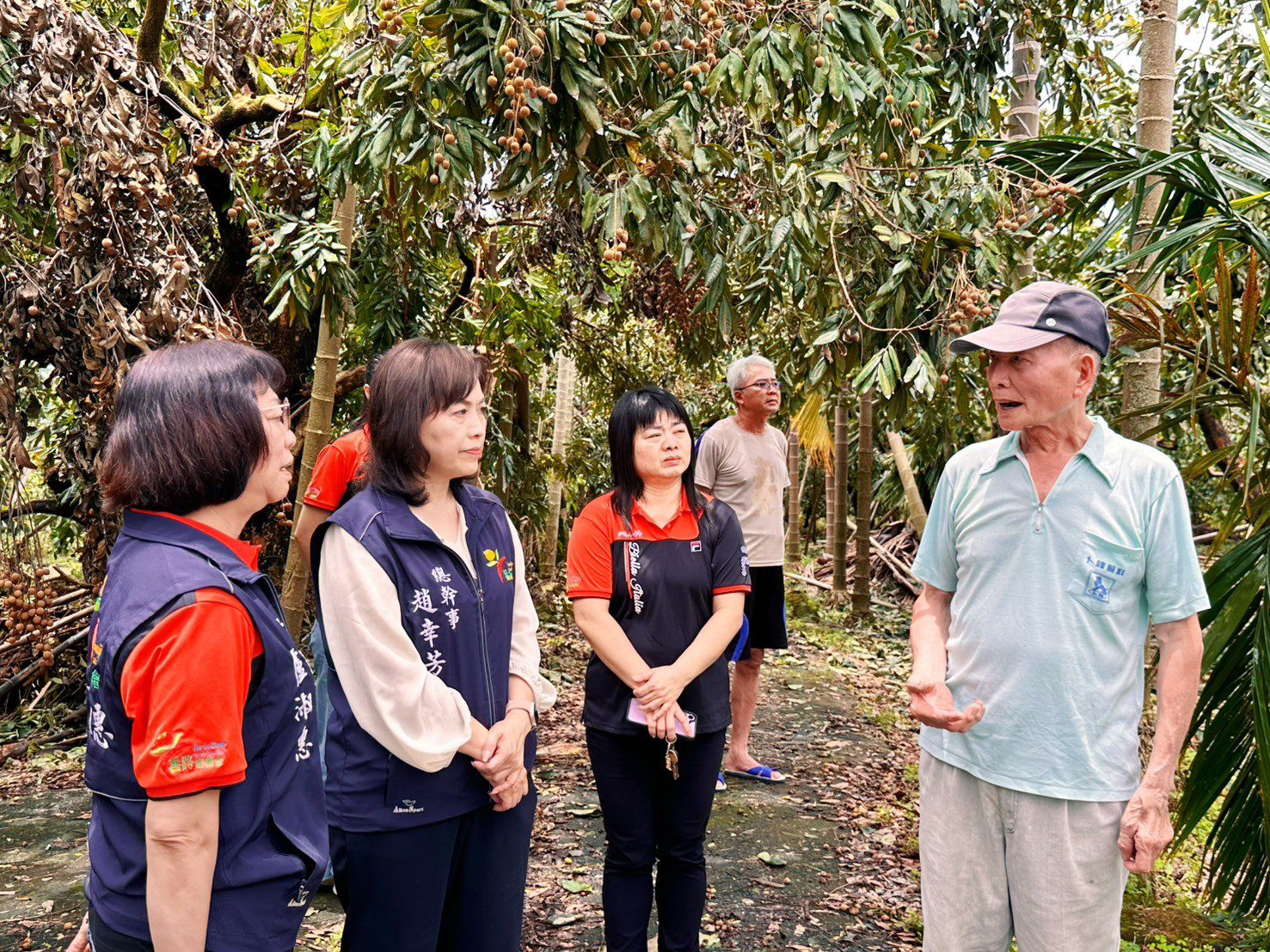 柿子災損逾七成　番路鄉農會要為農民撐起一片天