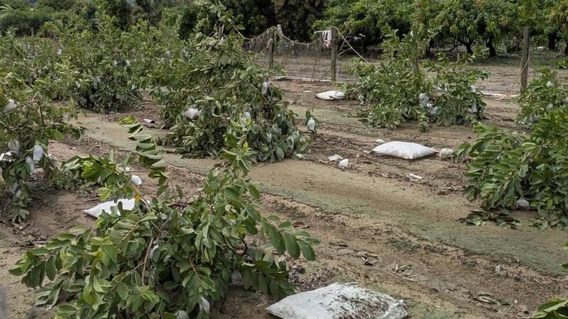 高雄颱風農業災損逾9,800萬　三波作物救助項目啟動　農民最晚7月24日前申請