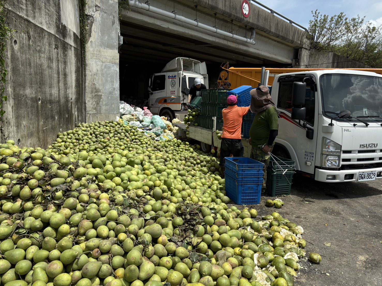 颱風重創麻豆文旦落果逾8成 桃園智慧農耕團南下力挺助清園