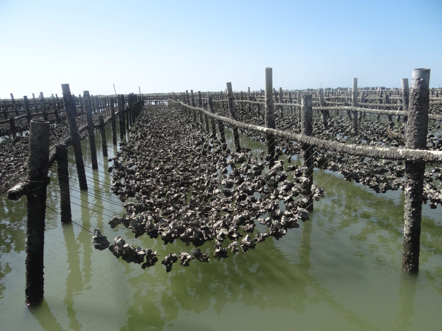 臺南漁業遭重創,農業部核定三區可獲天災現金補助 臺南漁業遭重創,農業部核定三區可獲天災現金補助