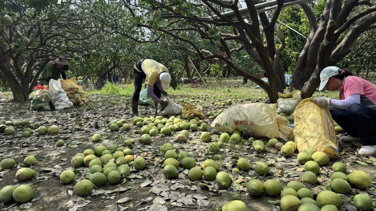 桃園青農南下協同臺南青農援災 台南文旦農感謝暖心支援 桃園青農南下協同臺南青農援災 台南文旦農感謝暖心支援