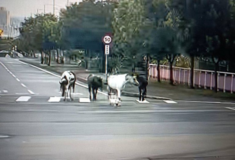 中興路四段高鐵橋下馬匹大搖大擺逛大街