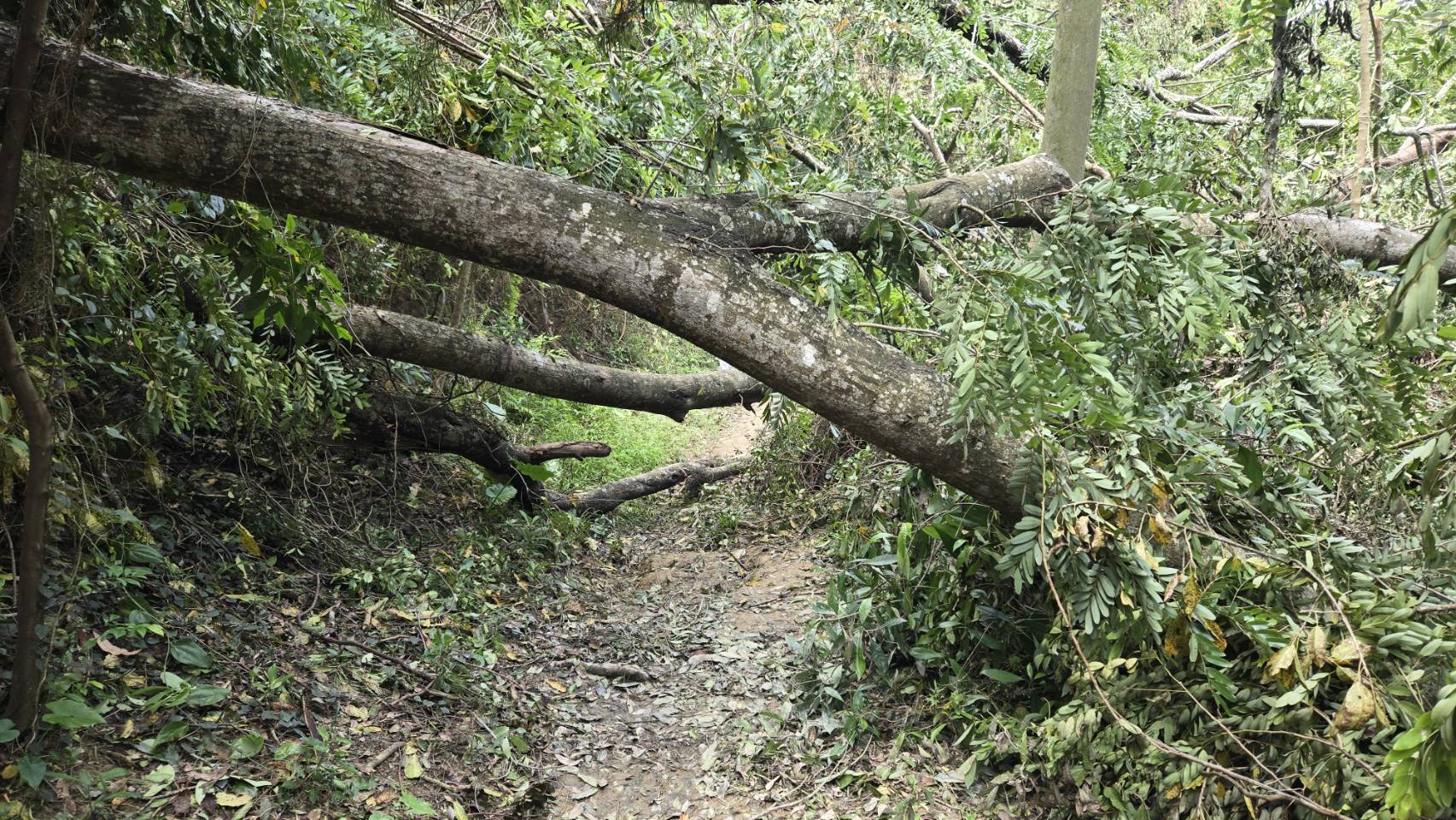 蘭潭環潭公路已搶通　後山步道持續搶災封閉