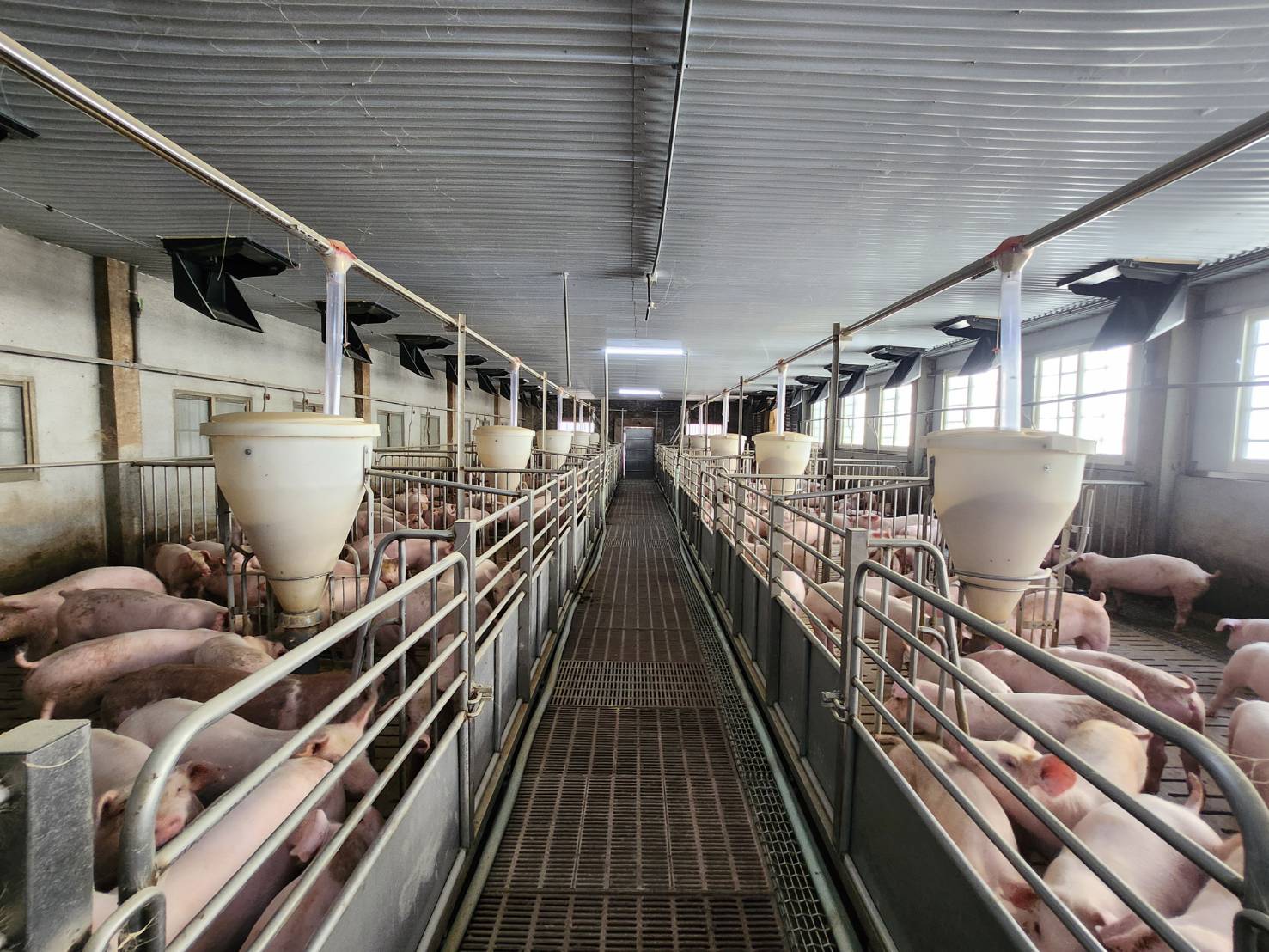 畜牧業轉型 翻轉養豬印象　台中市毛豬產銷班第三班榮獲永續微電影銅獎