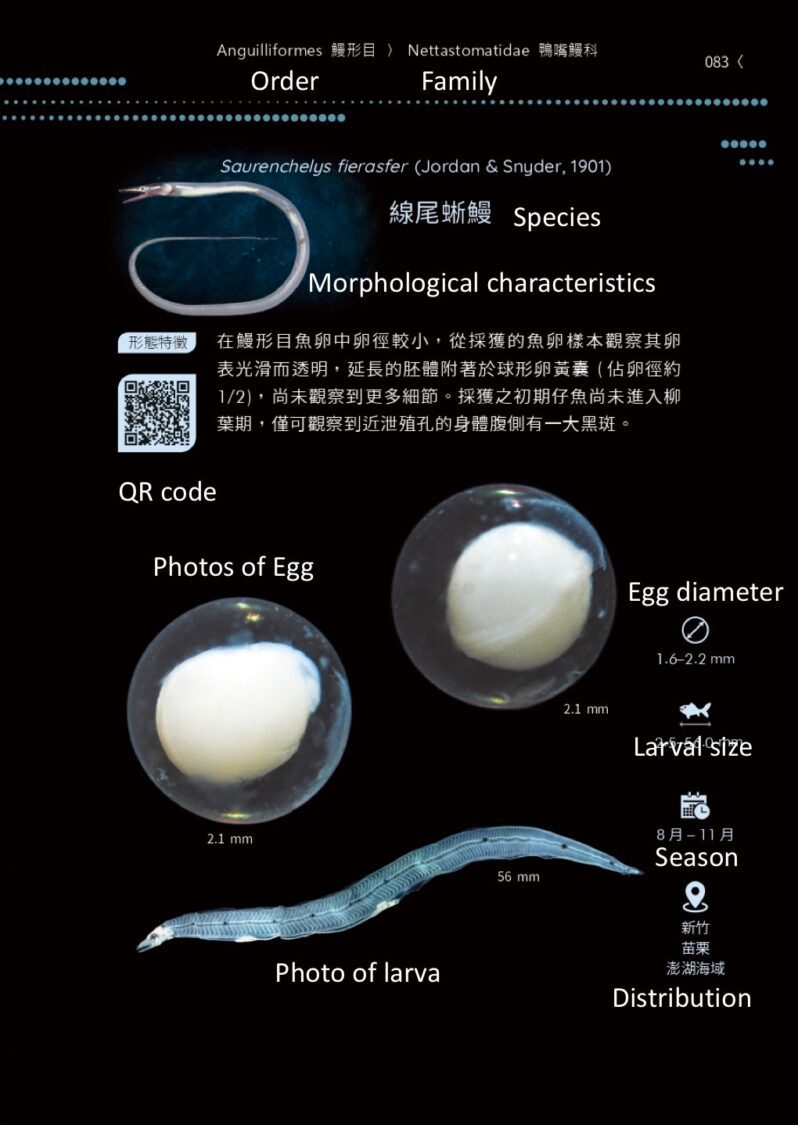 【國海院】魚類早期生活史全紀錄 《魚大十八變》結合DNA科技開創分類新頁