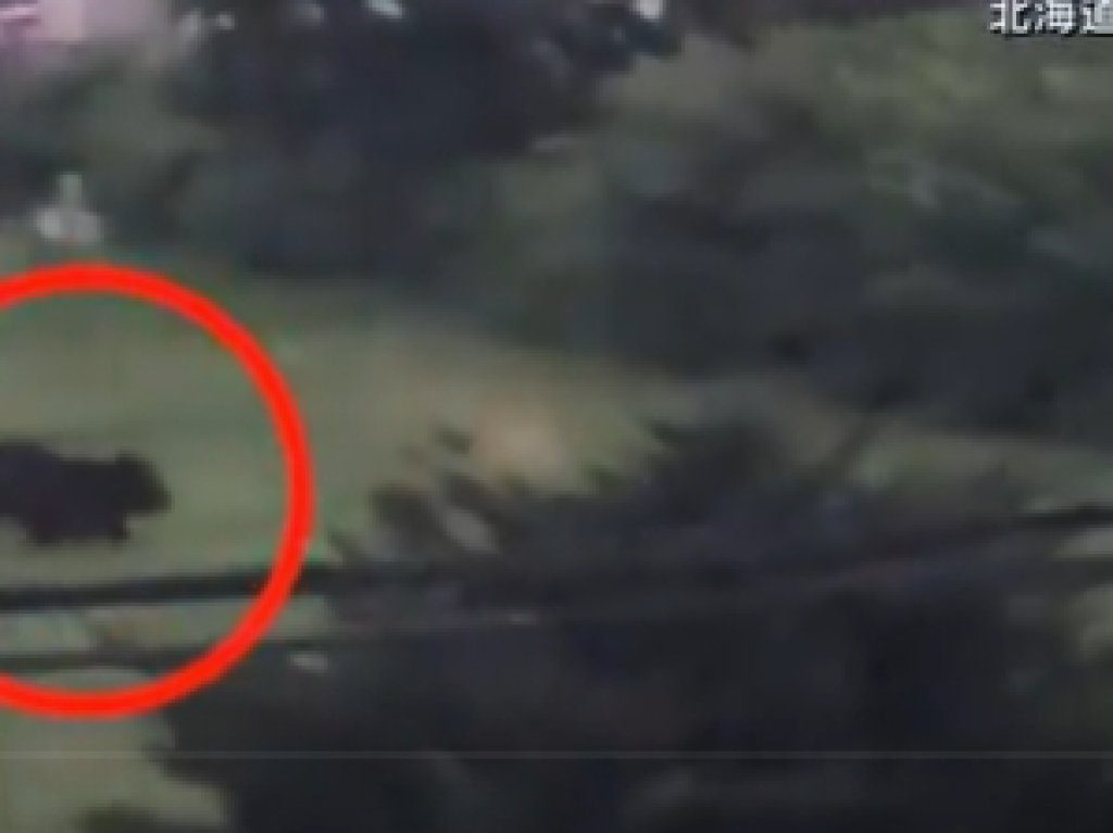 北海道漁村驚魂夜！棕熊拖行送報員100公尺 全町首發熊警報