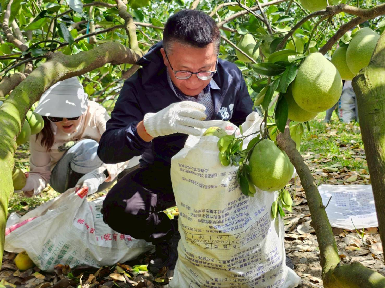 高雄青年農民麻豆救災 烈日下撿果助重建　 農婦落淚：不再孤單