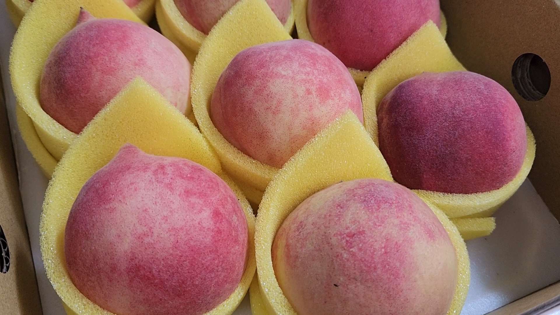 桃園拉拉山水蜜桃大豐收 產值增加近5000萬 