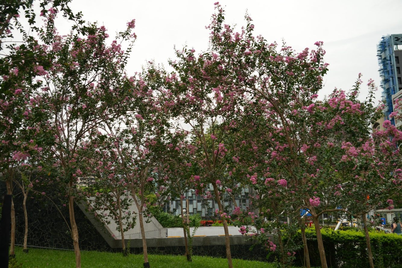 捷運5號出口秒進仙境！大安森林公園紫薇、鳥鳴環繞超療癒