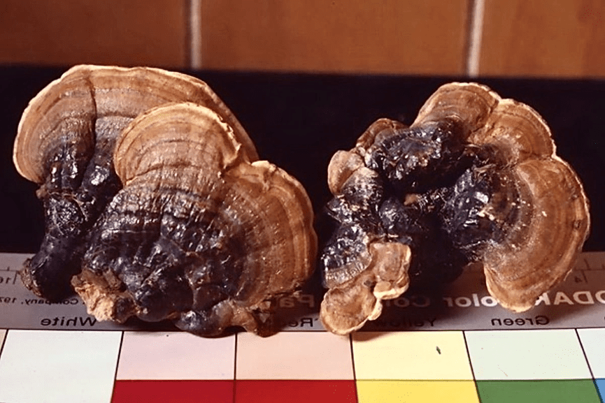 蘑法生技迎接20週年 推出外泌體平台技術新成果 將於亞洲生技大展亮相