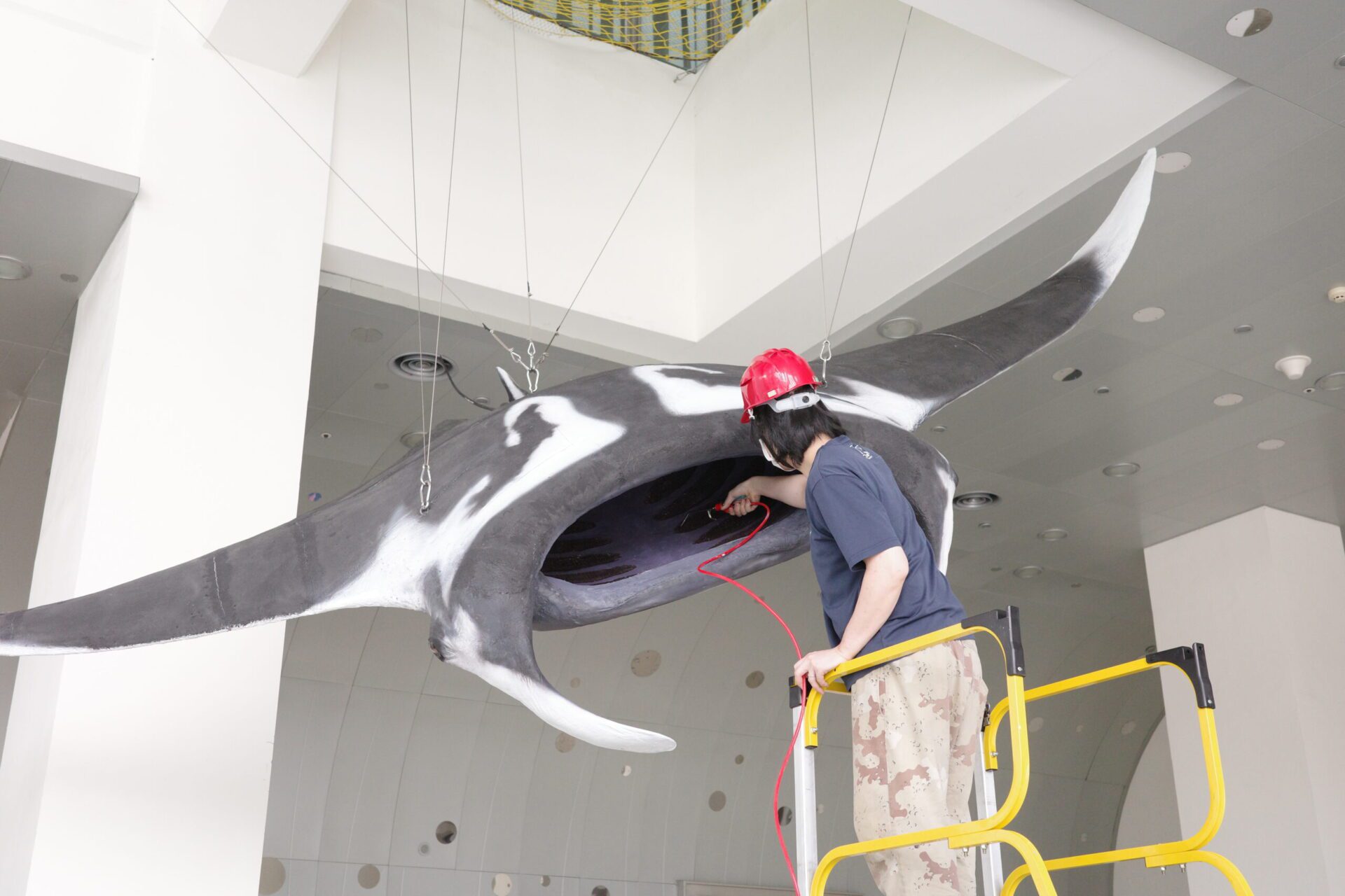 全國第一尾大型鬼蝠魟標本在海科館 修護過程大公開 全國第一尾大型鬼蝠魟標本在海科館 修護過程大公開