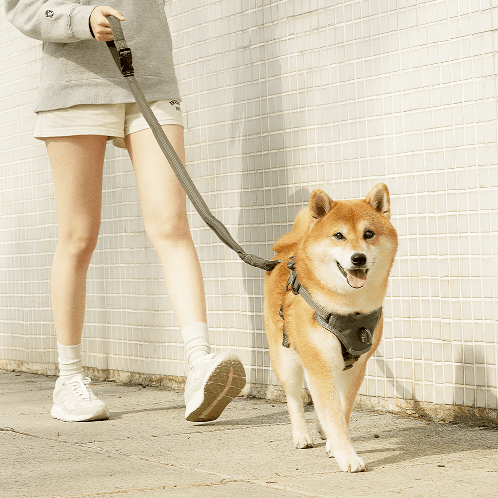 高溫飆破38°C毛孩中暑激增 汪喵星球聯手獸醫提醒3大熱傷害警訊 高溫飆破38°C毛孩中暑激增 汪喵星球聯手獸醫提醒3大熱傷害警訊