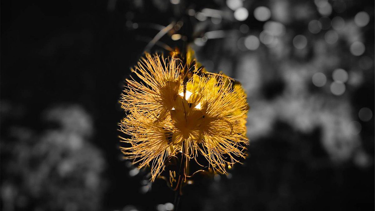 穗花棋盤腳夜間綻放　埔里導覽活動帶動夜間觀光新亮點