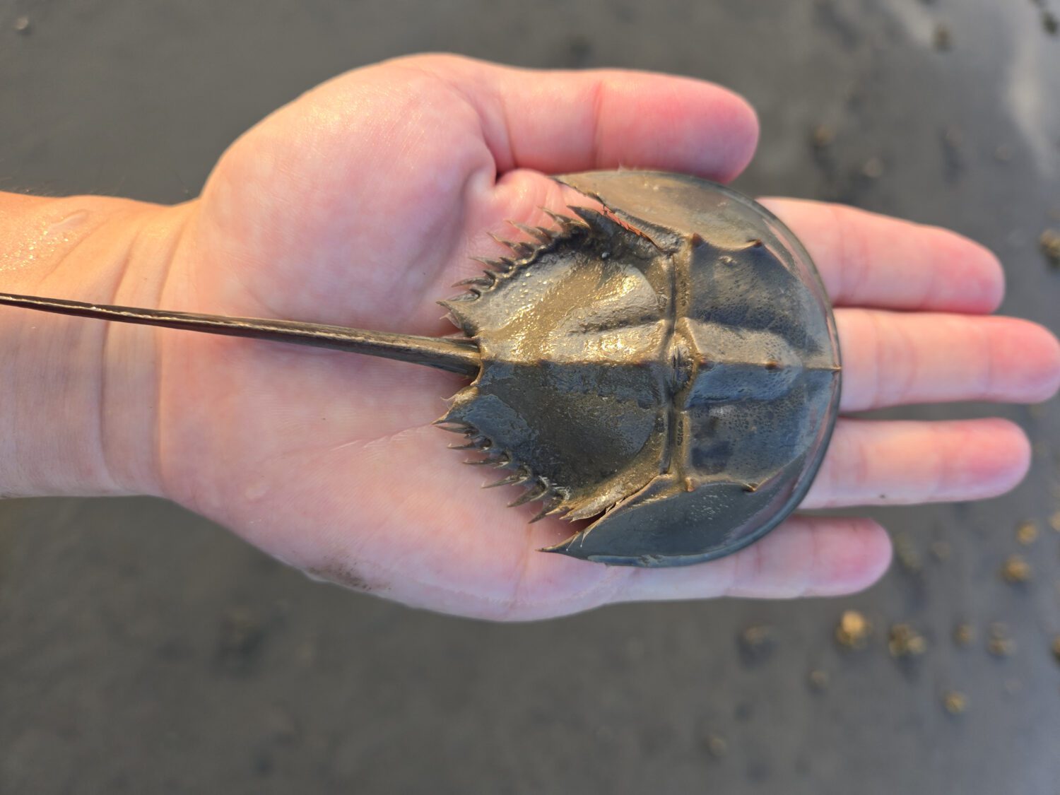 數據驅動保育治理  中山大張懿教授獲頒海洋保育楷模獎