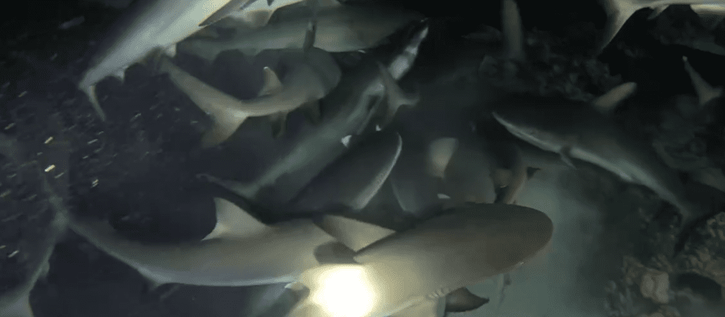 獨家／潛水天花板！台資深潛水員目睹罕見「百隻鯊魚」群體獵食畫面