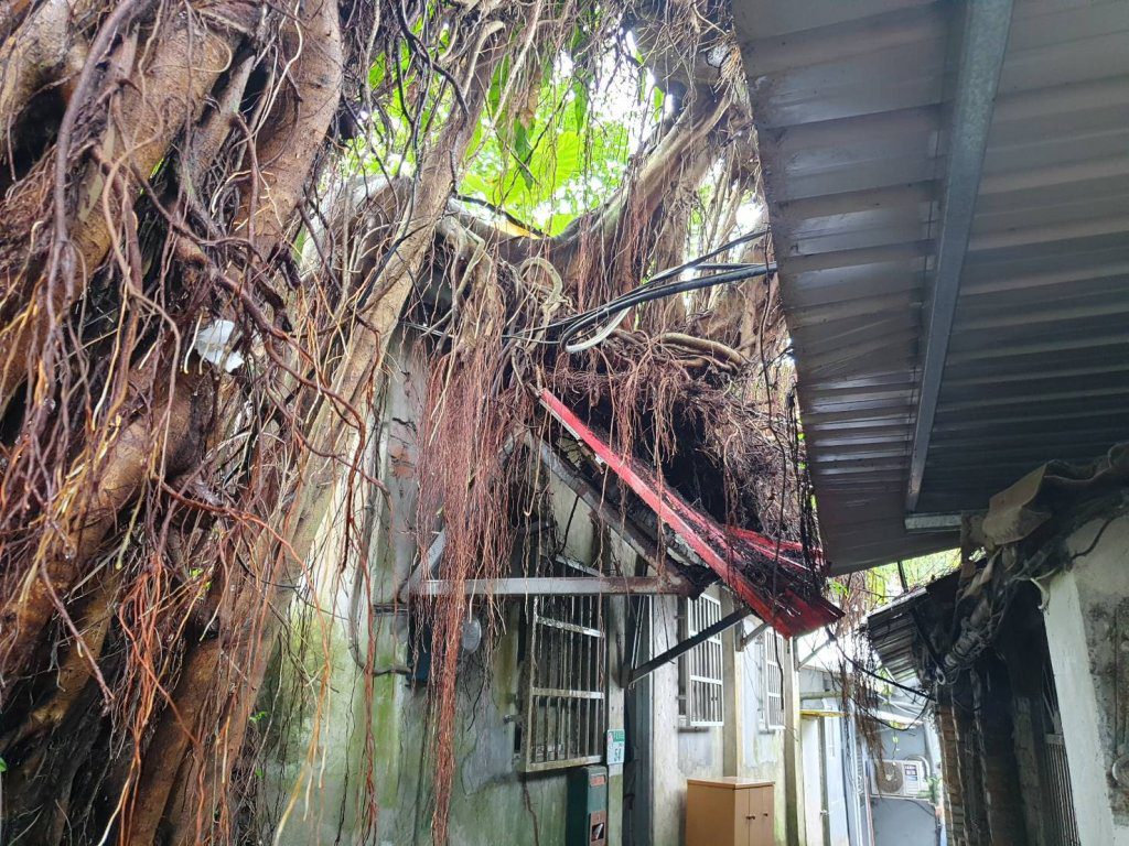 大雨釀災！北市文山區12公尺高大樹轟然倒塌　扯斷電線壓毀雨遮