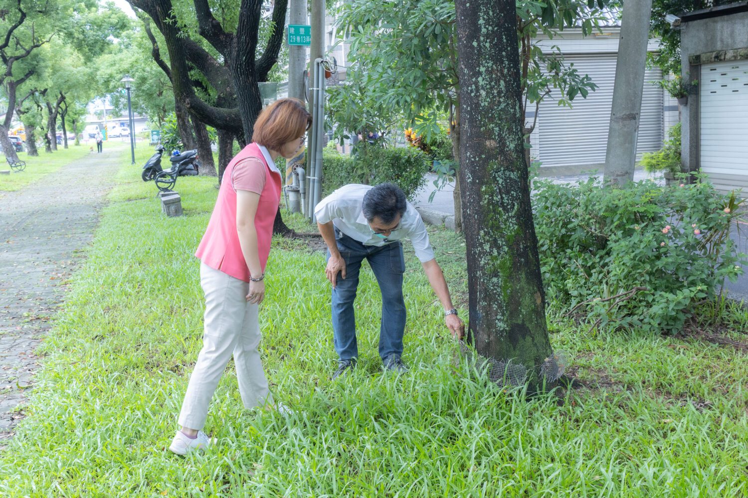 屏東周佳琪市長啟動路樹健檢 防治褐根病 守護都市綠肺