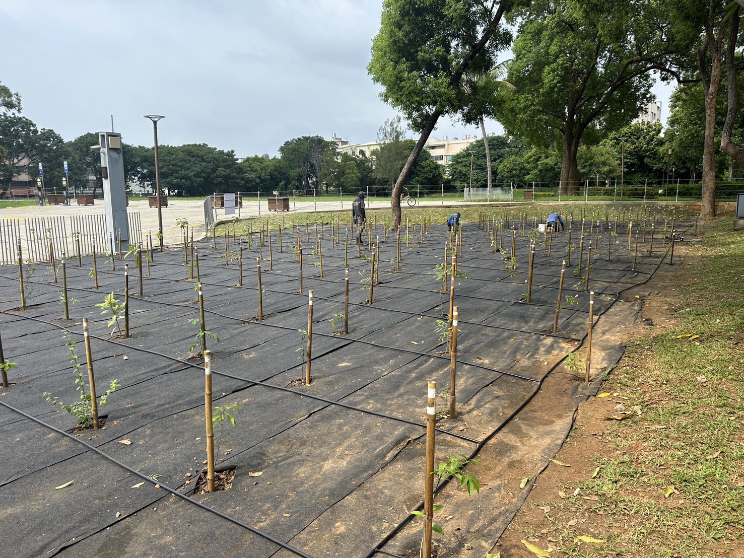 守護原生林相、打造城市綠洲！　中市建設局啟動后里森林公園生態復育工程