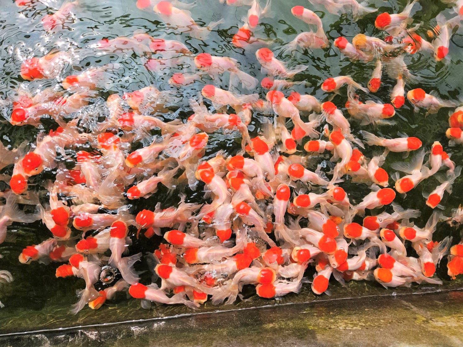 屏東觀賞魚蓬勃生機 年產值超過十億、產量占全台七成 屏東觀賞魚蓬勃生機 年產值超過十億、產量占全台七成