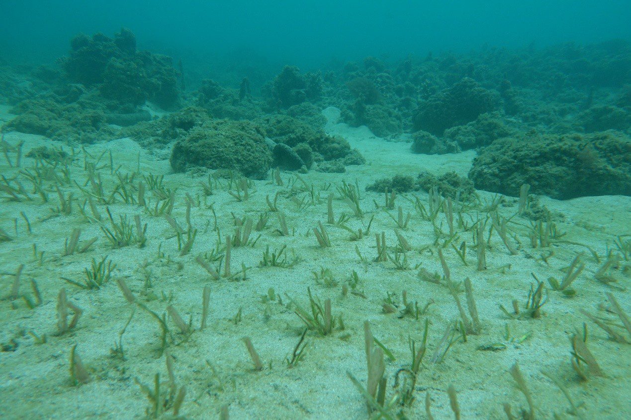 助攻永續海洋願景 海委會2藍碳方法學獲環境部審議通過 助攻永續海洋願景 海委會2藍碳方法學獲環境部審議通過