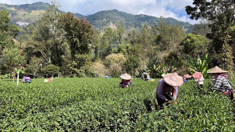 阿里山部落探險　茶香森林浴專案一泊三食專車接駁