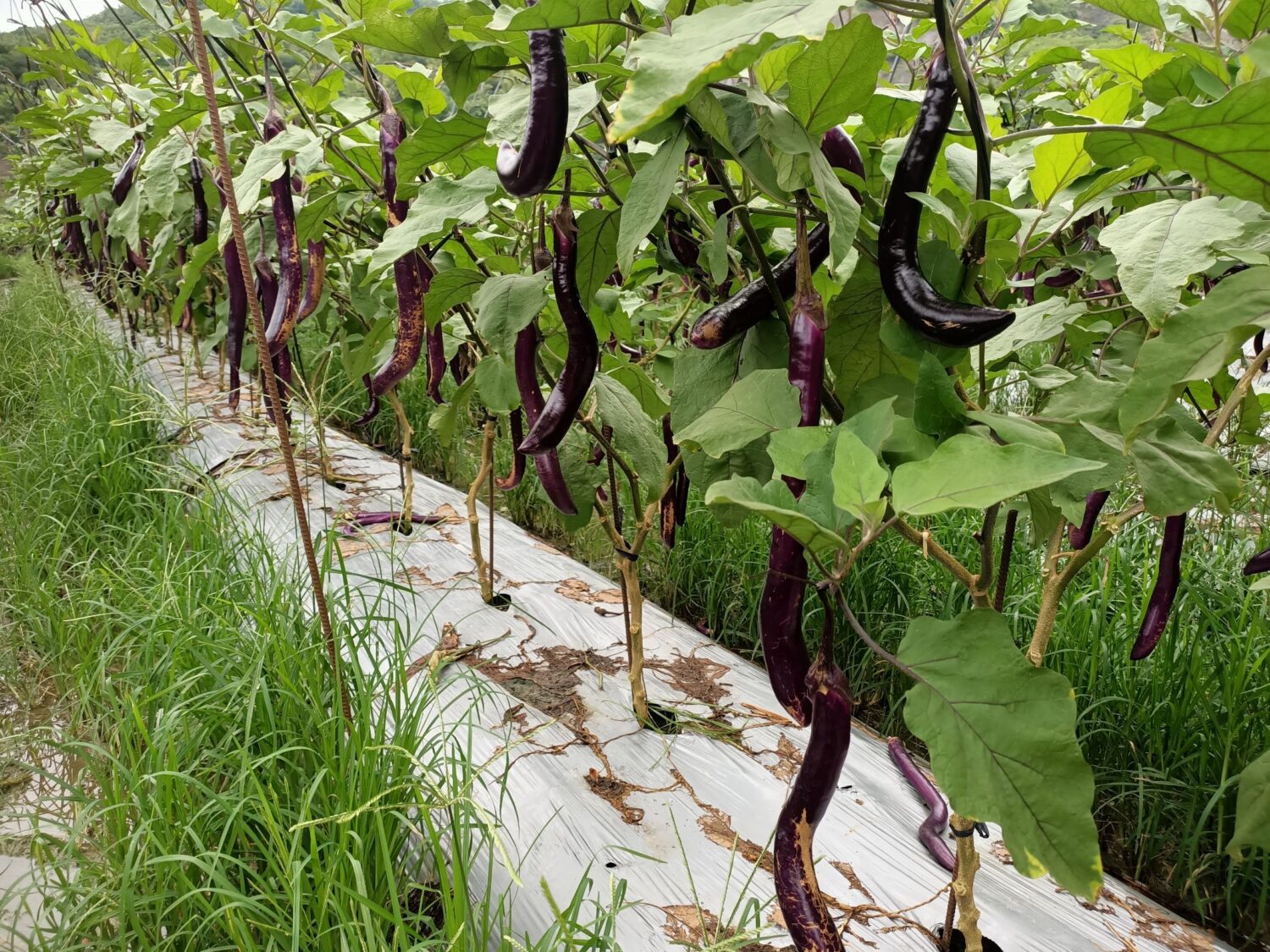 丹娜絲颱風致災第五波農損救助 高雄市7/26起受理 丹娜絲颱風致災第五波農損救助 高雄市7/26起受理