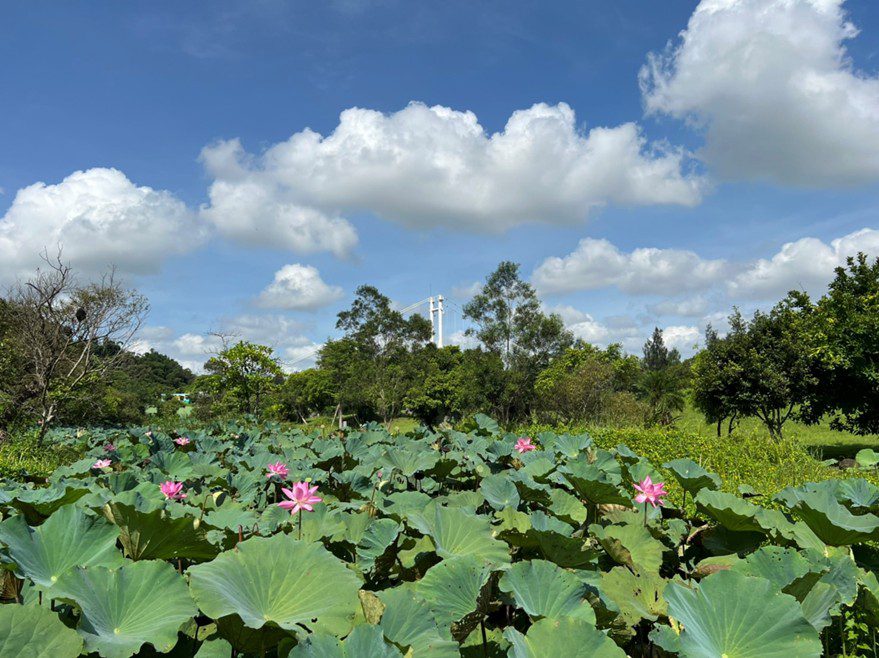山豬湖荷花迎盛開期 桃園水務局推薦賞荷最佳時段 山豬湖荷花迎盛開期 桃園水務局推薦賞荷最佳時段