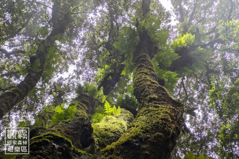 蕨美觀霧.走入霧林中最古老的綠色身影 蕨美觀霧.走入霧林中最古老的綠色身影