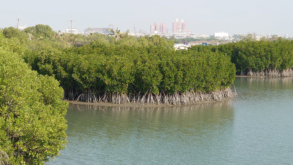 臺灣藍碳制度化啟動　「紅樹林」「海草床」方法學獲環境部通過