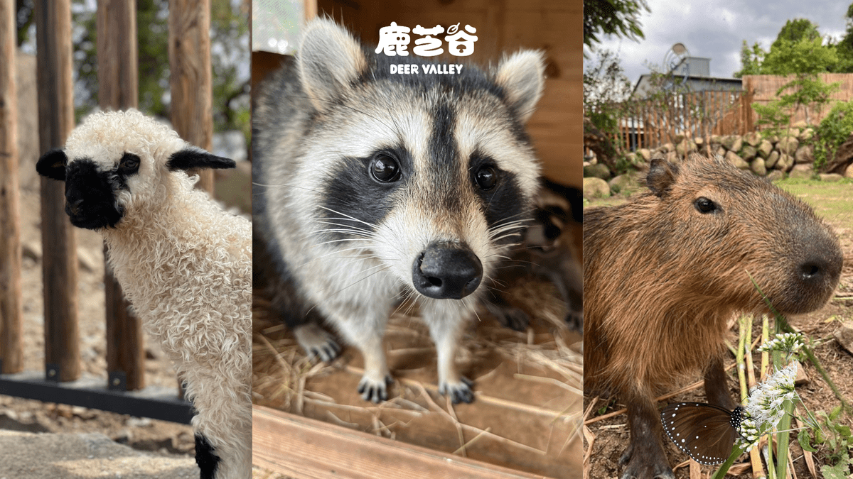 南投鹿谷「鹿芝谷」紫斑蝶季登場 親子共賞萬蝶飛舞自然奇景 南投鹿谷「鹿芝谷」紫斑蝶季登場 親子共賞萬蝶飛舞自然奇景