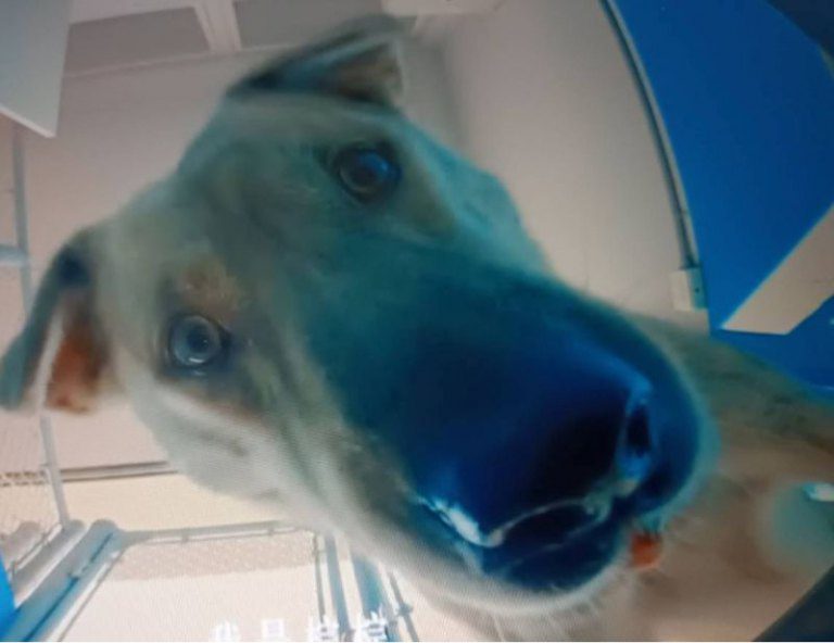 市府犬「棕棕」已送動物收容所 現健康穩定開放認養中 市府犬「棕棕」已送動物收容所 現健康穩定開放認養中